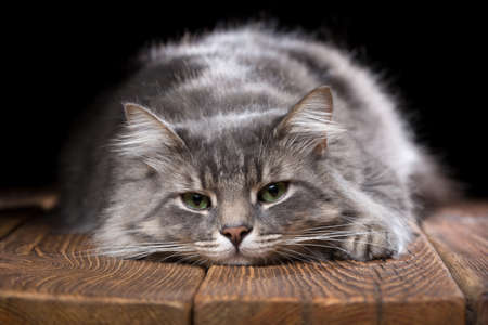 Beautiful purebred cat on a wooden table. Studio photo on a black background. Horizontally framed shot.の写真素材