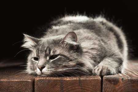 Beautiful purebred cat on a wooden table. Studio photo on a black background. Horizontally framed shot.の写真素材