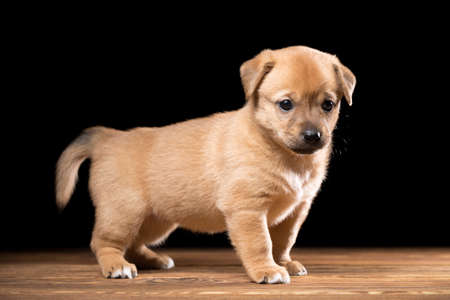 Cute puppy on a wooden table. Studio photo on a black background. Horizontally framed shot.の写真素材