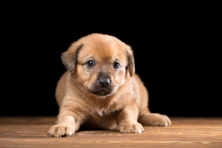 Cute puppy on a wooden table. Studio photo on a black background. Horizontally framed shot.の写真素材