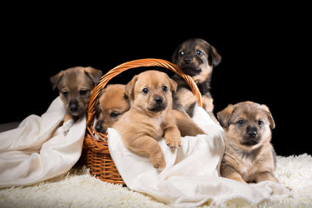 Group of puppies in a wicker basket on a white blanket. Studio photo on a black background. Horizontally framed shot.の写真素材