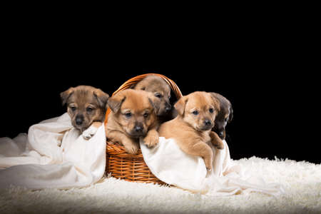 Group of puppies in a wicker basket on a white blanket. Studio photo on a black background. Horizontally framed shot.の写真素材