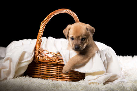A beautiful puppy in a wicker basket on a white blanket. Studio photo on a black background. Horizontally framed shot.の写真素材