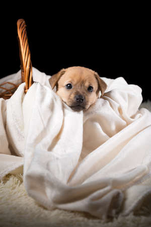 A beautiful puppy in a wicker basket on a white blanket. Studio photo on a black background. Vertically framed shot.の写真素材