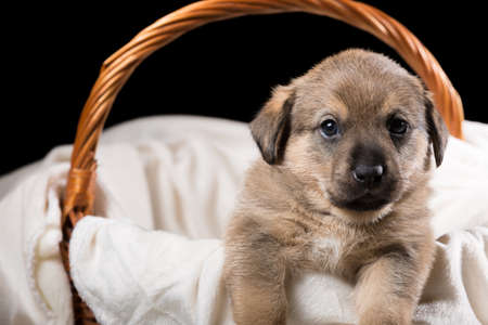 A beautiful puppy in a wicker basket on a white blanket. Studio photo on a black background. Horizontally framed shot.の写真素材