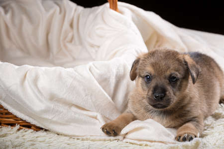 A beautiful puppy on a white blanket. Studio photo on a black background. Horizontally framed shot.の写真素材