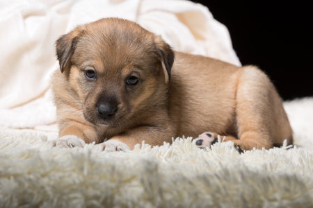 A beautiful puppy on a white blanket. Studio photo on a black background. Horizontally framed shot.の写真素材