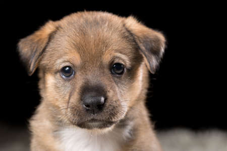 A beautiful puppy on a white blanket. Studio photo on a black background. Horizontally framed shot.の写真素材