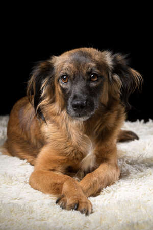 A beautiful dog on a white blanket. Studio photo on a black background. Vertically framed shot.の写真素材