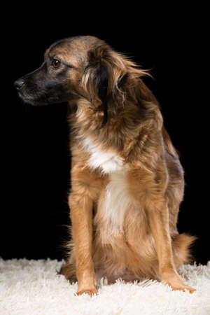 A beautiful dog on a white blanket. Studio photo on a black background. Vertically framed shot.の写真素材