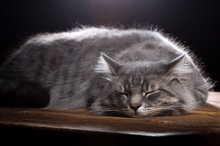 A beautiful purebred cat sleeps on a wooden table. Studio photo on a black background. Horizontally framed shot.の写真素材