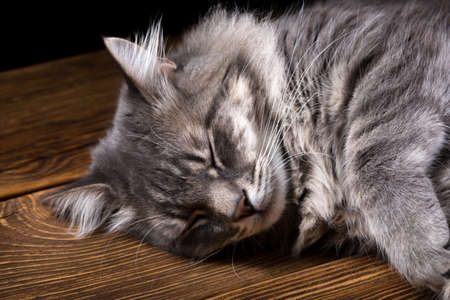 A beautiful purebred cat sleeps on a wooden table. Studio photo on a black background. Horizontally framed shot.の写真素材