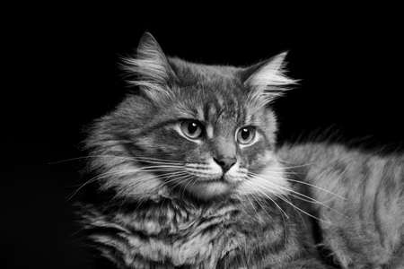 Portrait of a beautiful purebred cat on a black background. Horizontally framed shot.の写真素材