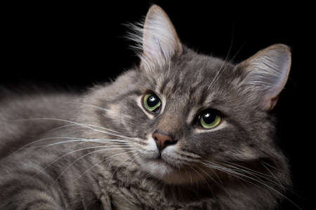 Portrait of a beautiful purebred cat on a black background. Horizontally framed shot.の写真素材