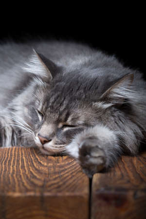 A beautiful purebred cat sleeps on a wooden table. Studio photo on a black background. Vertically framed shot.の写真素材