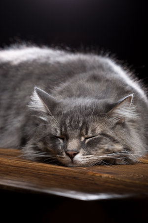 A beautiful purebred cat sleeps on a wooden table. Studio photo on a black background. Vertically framed shot.の写真素材