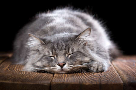 A beautiful purebred cat sleeps on a wooden table. Studio photo on a black background. Horizontally framed shot.の写真素材