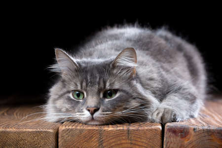 Beautiful purebred cat on a wooden table. Studio photo on a black background. Horizontally framed shot.の写真素材
