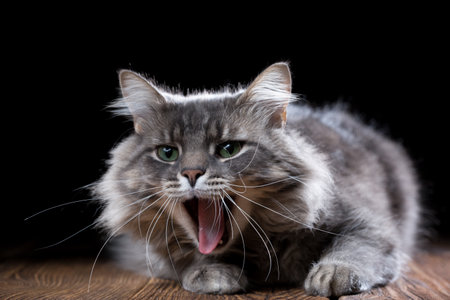 A beautiful purebred cat yawns on a wooden table. Studio photo on a black background. Horizontally framed shot.の写真素材