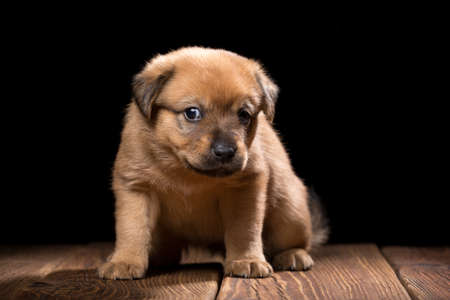 Cute puppy on a wooden table. Studio photo on a black background. Horizontally framed shot.の写真素材