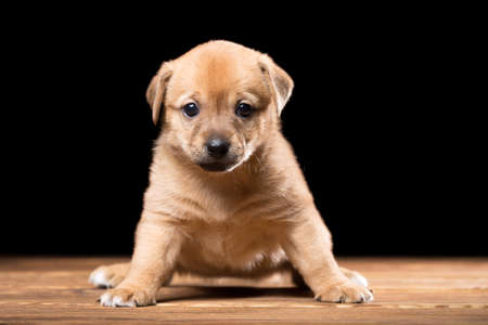 Cute puppy on a wooden table. Studio photo on a black background. Horizontally framed shot.の写真素材