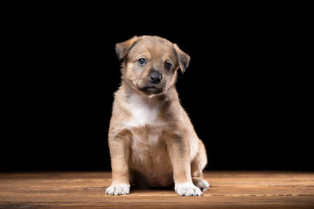 Cute puppy on a wooden table. Studio photo on a black background. Horizontally framed shot.の写真素材