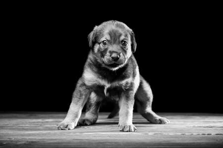 Cute puppy on a wooden table. Studio photo on a black background. Horizontally framed shot.の写真素材