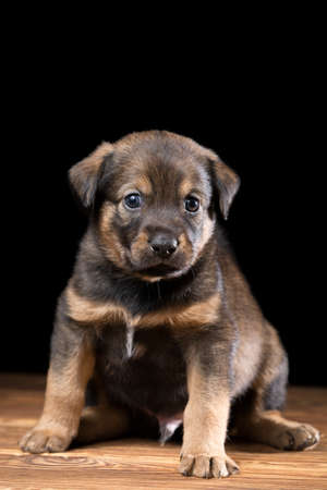 Cute puppy on a wooden table. Studio photo on a black background. Vertically framed shot.の写真素材