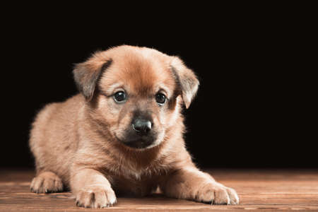 Cute puppy on a wooden table. Studio photo on a black background. Horizontally framed shot.の写真素材