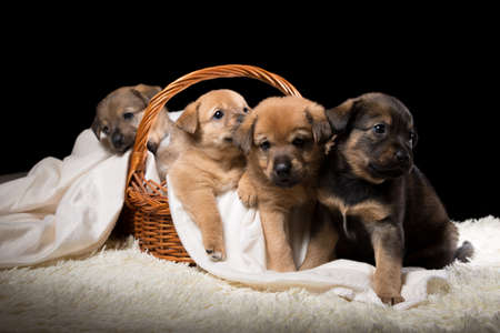 Group of puppies in a wicker basket on a white blanket. Studio photo on a black background. Horizontally framed shot.の写真素材