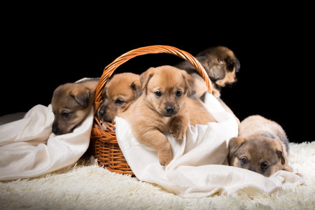 Group of puppies in a wicker basket on a white blanket. Studio photo on a black background. Horizontally framed shot.の写真素材