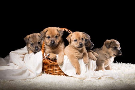 Group of puppies in a wicker basket on a white blanket. Studio photo on a black background. Horizontally framed shot.の写真素材