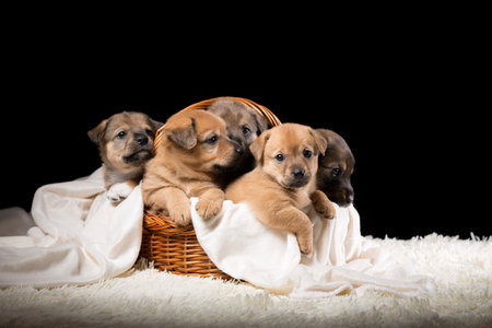 Group of puppies in a wicker basket on a white blanket. Studio photo on a black background. Horizontally framed shot.の写真素材