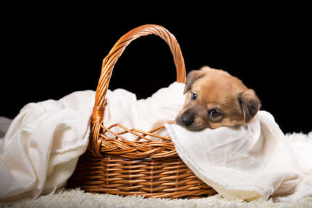 A beautiful puppy in a wicker basket on a white blanket. Studio photo on a black background. Horizontally framed shot.の写真素材