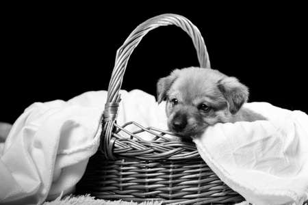 A beautiful puppy in a wicker basket on a white blanket. Studio photo on a black background. Horizontally framed shot.の写真素材