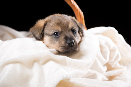 A beautiful puppy in a wicker basket on a white blanket. Studio photo on a black background. Horizontally framed shot.の写真素材