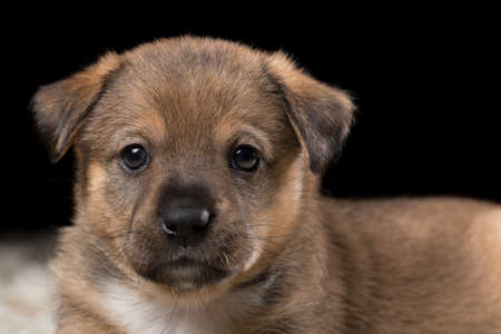 A beautiful puppy on a white blanket. Studio photo on a black background. Horizontally framed shot.の写真素材