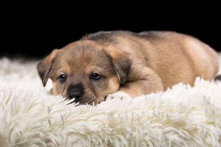 A beautiful puppy on a white blanket. Studio photo on a black background. Horizontally framed shot.の写真素材