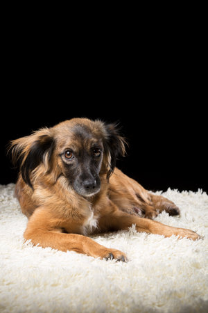 A beautiful dog on a white blanket. Studio photo on a black background. Vertically framed shot.の写真素材