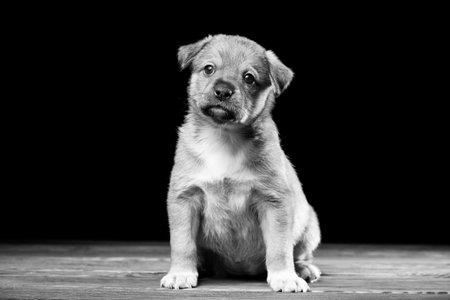 Cute puppy on a wooden table. Studio photo on a black background. Horizontally framed shot.の写真素材