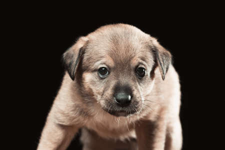 Portrait of a beautiful puppy on a black background. Horizontally framed shot.の写真素材