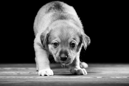 Cute puppy on a wooden table. Studio photo on a black background. Horizontally framed shot.の写真素材