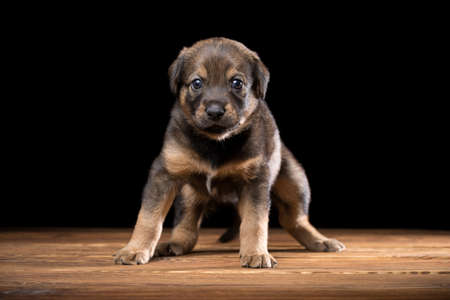 Cute puppy on a wooden table. Studio photo on a black background. Horizontally framed shot.の写真素材