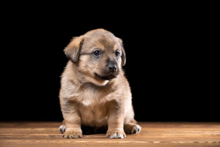 Cute puppy on a wooden table. Studio photo on a black background. Horizontally framed shot.の写真素材