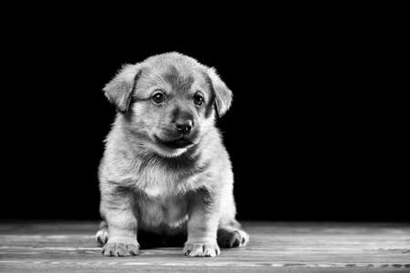 Cute puppy on a wooden table. Studio photo on a black background. Horizontally framed shot.の写真素材