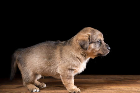 Cute puppy on a wooden table. Studio photo on a black background. Horizontally framed shot.の写真素材