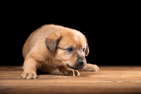 Cute puppy on a wooden table. Studio photo on a black background. Horizontally framed shot.の写真素材