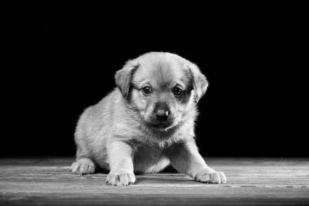 Cute puppy on a wooden table. Studio photo on a black background. Horizontally framed shot.の写真素材