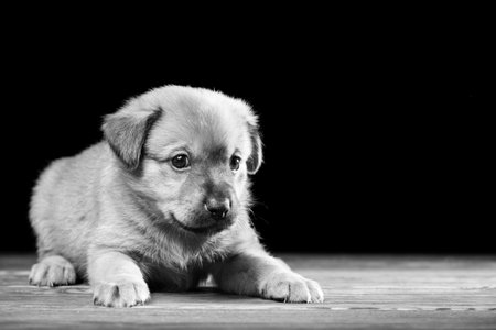 Cute puppy on a wooden table. Studio photo on a black background. Horizontally framed shot.の写真素材