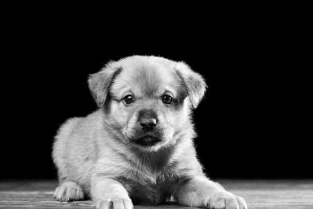 Cute puppy on a wooden table. Studio photo on a black background. Horizontally framed shot.の写真素材